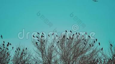鸟儿啼叫蓝天的生活方式秋天从树上起飞。 一群乌鸦，黑鸟，干树。 鸟鸟